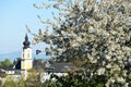 A blossoming cherry tree with a church in the background Royalty Free Stock Photo