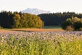 A blooming phacelia field in autumn with the Traunstein in background