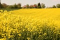 Ein blÃÂ¼hendes Rapsfeld in Laakirchen Salzkammergut, Ãâsterreich - A blooming rapeseed field in Laakirchen Salzkammergut,