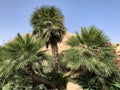 Chamerops humilis in Ein Gedi Botanical Garden Royalty Free Stock Photo