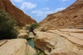 Ein Gedi National Reserve, Israel Royalty Free Stock Photo