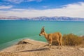 Ein Gedi nature reserve and national park Royalty Free Stock Photo