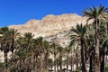 Ein Gedi Spring Royalty Free Stock Photo