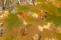 goldbraunen, orangefarbenen und gelben BlÃÂ¤ttern in einem Park oder buschigen Wald Royalty Free Stock Photo