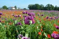 A field of poppies in Upper Austria