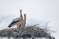 Ein paar StÃÂ¶rche bauen im FrÃÂ¼hling ihr Nest