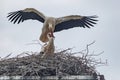 Ein paar StÃÂ¶rche bauen im FrÃÂ¼hling ihr Nest