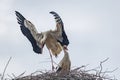 Ein paar StÃÂ¶rche bauen im FrÃÂ¼hling ihr Nest