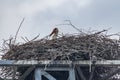 Ein paar StÃÂ¶rche bauen im FrÃÂ¼hling ihr Nest