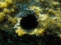 Seeigel Mittelmeer Comino