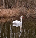Close-up view of a magnificent swan on calm water Royalty Free Stock Photo