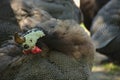 Zwei Helmperlhuehner schauen in verschiedene Richtungen