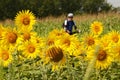 A sunflower field on the Danube Cycle Path with cyclists in the background