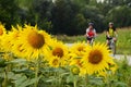 A sunflower field on the Danube Cycle Path with cyclists in the background Royalty Free Stock Photo