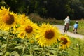A sunflower field on the Danube Cycle Path with cyclists in the background Royalty Free Stock Photo