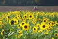 A sunflower field in autumn in the Salzkammergut with a tractor in the background