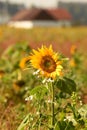 Ein Sonnenblumenfeld im Herbst im Salzkammergut - A sunflower field in autumn in the Salzkammergut Royalty Free Stock Photo