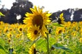 Ein Sonnenblumenfeld im Herbst im Salzkammergut - A sunflower field in autumn in the Salzkammergut Royalty Free Stock Photo