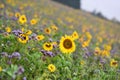 A sunflower field with phacelia plants in autumn in the Salzkammergut