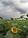 A sunflower field with a bad weather front