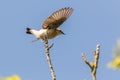 A wheatear is sitting on a branch Royalty Free Stock Photo