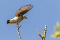 A wheatear is sitting on a branch Royalty Free Stock Photo