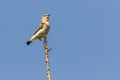 A wheatear is sitting on a branch Royalty Free Stock Photo
