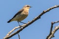 A wheatear is sitting on a branch Royalty Free Stock Photo
