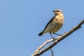 A wheatear is sitting on a branch Royalty Free Stock Photo
