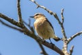 A wheatear is sitting on a branch Royalty Free Stock Photo