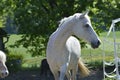 White Horse in Paddock Royalty Free Stock Photo