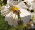 Biene auf der BlÃÂ¼te in der Sonne