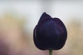 Makro, dunkel lila Tulpe Royalty Free Stock Photo