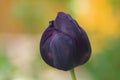 Makro, dunkel lila Tulpe Royalty Free Stock Photo