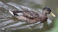 Eine wilde Ente schwimmt auf dem Wasser. Royalty Free Stock Photo