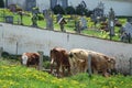 Some cows in front of a cemetery wall in Upper Austria