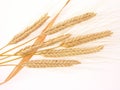 Einkorn Royalty Free Stock Photo