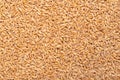 Hulled einkorn wheat, dried and husked littlespelt grains, from above