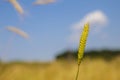 Einkorn wheat Royalty Free Stock Photo
