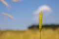 Einkorn wheat