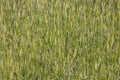 Einkorn wheat grows at the field Royalty Free Stock Photo