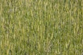 Einkorn wheat grows at the field