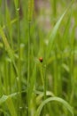 A ladybug is collecting aphids from the ear of Einkorn wheat Royalty Free Stock Photo