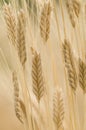 Einkorn wheat, Triticum monococcum Royalty Free Stock Photo