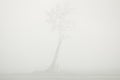 Single Tree In The Mist Royalty Free Stock Photo