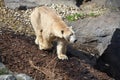 Ice bear in SchÃÂ¶nbrunn Zoo in Vienna, Austria, Europe