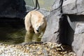 Ice bear in SchÃÂ¶nbrunn Zoo in Vienna, Austria, Europe