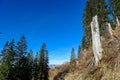 Eisenerzer Reichenstein - A tree trunk in an alpine landscape near Eisenerz in Styria, Austria. Wanderlust Royalty Free Stock Photo