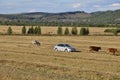 Ekaterinburg, Ural, Russia. September 1, 2017. The cattleman in the car !!! and cows that pasturing in the meadow of yellow and