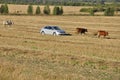 Ekaterinburg, Ural, Russia. September 1, 2017. The cattleman in the car !!! and cows that pasturing in the meadow of yellow and